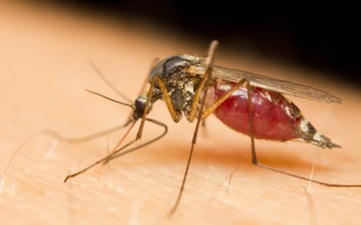 Выбираем средство от комаров. Безопасное средство от комаров для детей. Помогают ли браслеты от комаров? Безопасные народные средства от комаров и средства от мошки.