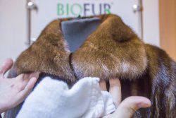 Чистка шуб и меха на дому. Тест-драйв бытовой химии BIOFUR для чистки меха. Можно ли почистить шубу самостоятельно? Как ухаживать за шубой летом.