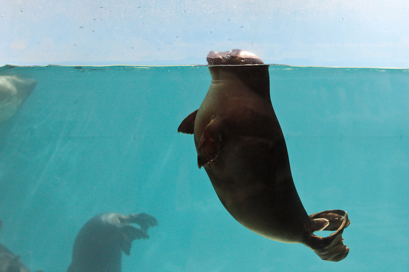 Новосибирский зоопарк. Фоторепортаж о жизни обитателей океанариума 