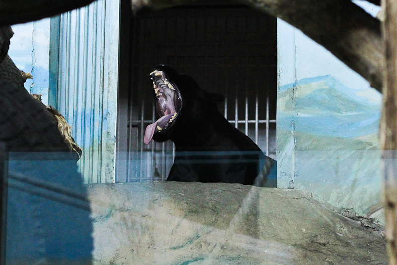 Новосибирский зоопарк. Что посмотреть в зоопарке зимой. Фоторепортаж из павильона "Тропический мир".  Белые медведи Герда и Ростик.