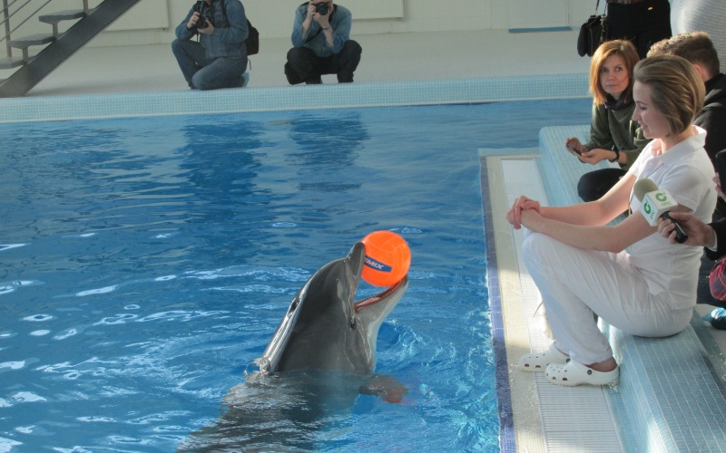 Дельфинарий в Новосибирске. Как и где в Новосибирске можно поплавать с дельфинами. Сколько стоит плавание с дельфинами. Есть ли дельфинотерапия в Новосибирске? Фото дельфинов.
