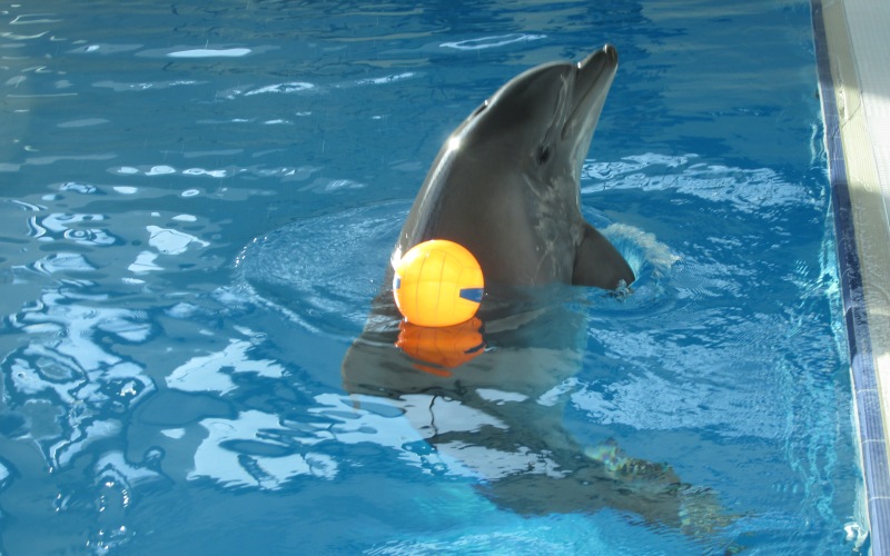Дельфинарий в Новосибирске. Как и где в Новосибирске можно поплавать с дельфинами. Сколько стоит плавание с дельфинами. Есть ли дельфинотерапия в Новосибирске? Фото дельфинов.