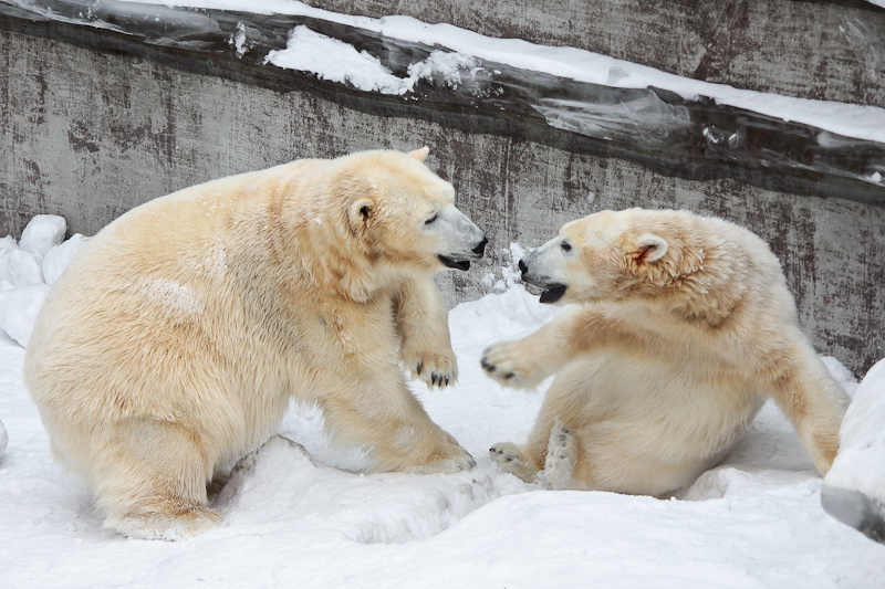 Куда сходить с ребенком в Новосибирске: фоторепортаж из Новосибирского зоопарка. На кого посмотреть с ребенком в зоопарке: белые медведи, манул, смешные выдры, красные волки.