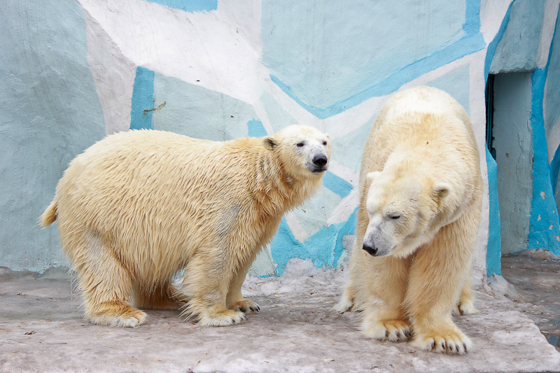 Куда сходить с ребенком в Новосибирске: фоторепортаж из Новосибирского зоопарка. На кого посмотреть с ребенком в зоопарке: бурые медведи, пингвины, тамарины, броненосец.