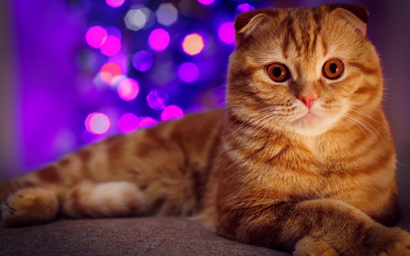 Приметы и гадания, связанные с кошками. Какие кошки приносят счастье. Почему трехцветные кошки к удаче. К чему снится кошка - сонник.