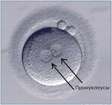 ЭКО-2018. Подробности развития ребенка в искусственной среде. Как развивается эмбрион in vitro