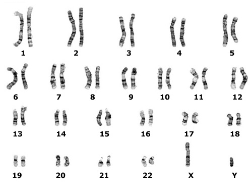 В каждой паре хромосом одна досталась нам от отца, а другая от матери.