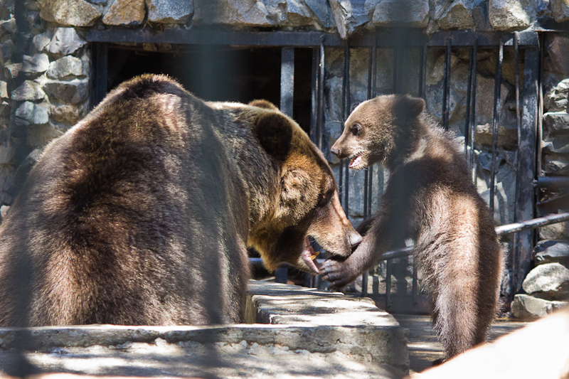 Новосибирский зоопарк: здесь можно провести целый день!