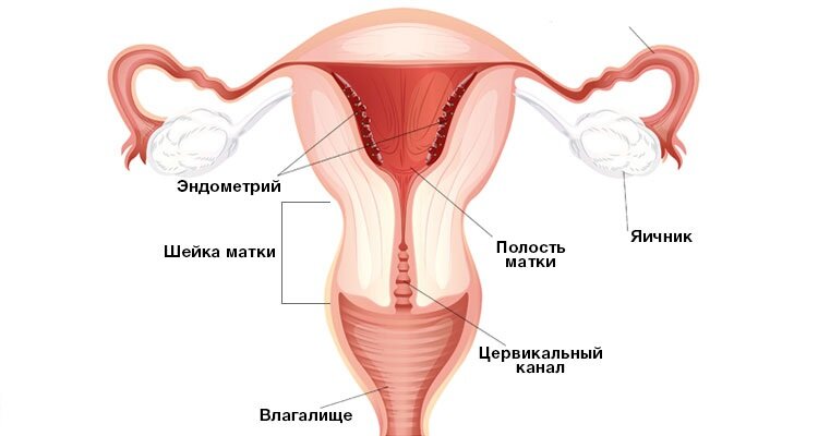 Длина шейки матки во время беременности: когда пора рожать? Нормы и отклонения от них - Наблюдение беременности. Здоровье