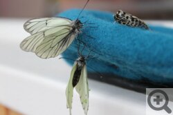 Выращивание бабочек дома. Можно ли самому вырастить дому бабочку. Наблюдение с детьми за окукливанием и вылуплением бабочек - личный опыт.