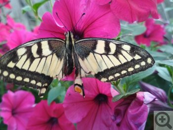 Выращивание бабочек дома. Можно ли самому вырастить дому бабочку. Наблюдение с детьми за окукливанием и вылуплением бабочек - личный опыт.