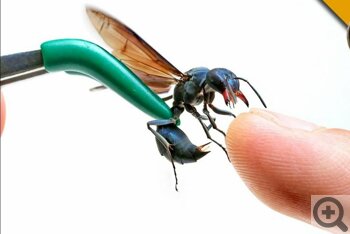 Аллергические реакции при укусах насекомых. Как понять, что случился анафилактический шок. Первая помощь при анафилактическом шоке. 