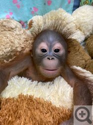 И в обезьяньих семьях бывают проблемы: в Новосибирском зоопарке родилась очаровательная малышка