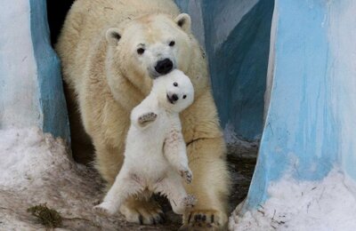 У новосибирских белых медведей подрастают двойняшки