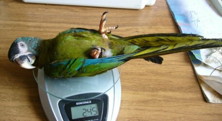 попугай на весах
