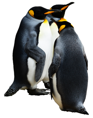 Три пингвина - стихи про пингвинов для детей