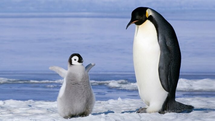 Стихи про пингвинов для детей