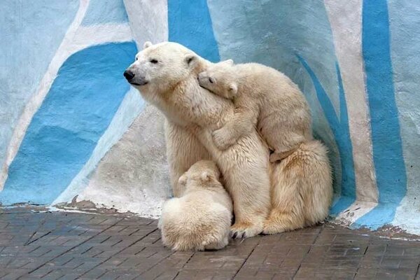 медвежата родились в Новосибирском зоопарке