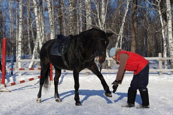 14 конных клубов Новосибирска