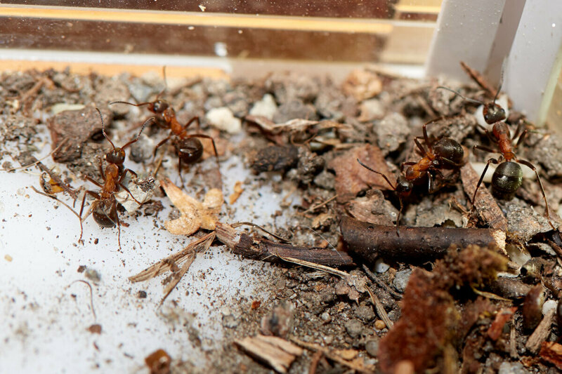 Эксперимент с муравьями: «свои» и «чужие»  Как сибмама Aysa и ее дети проводили научное исследование