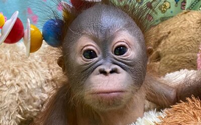 И в обезьяньих семьях бывают проблемы: в Новосибирском зоопарке родилась очаровательная малышка
