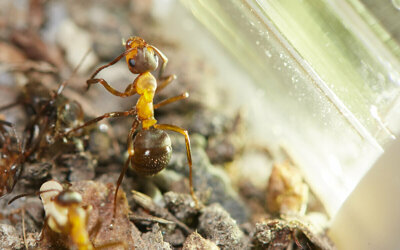 Эксперимент с муравьями: «свои» и «чужие»  Как сибмама Aysa и ее дети проводили научное исследование