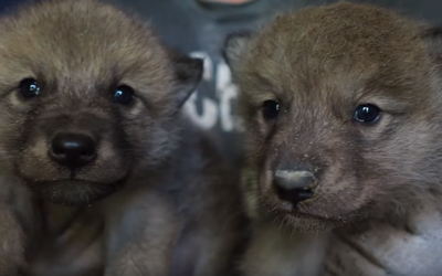 2 мая в Новосибирском зоопарке имени Р.А.Шило на свет появились 4 гудзонских волчонка