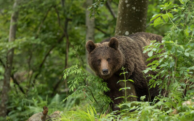 При встрече с медведем советуют не кричать и не бежать, спокойно пройти мимо, не оглядываясь.